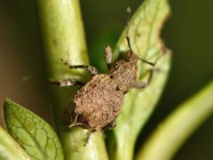 Chalepistes costifer