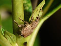 Chalepistes costifer