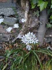 Allium trifoliatum