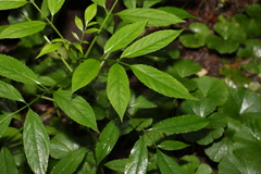 Sambucus australasica