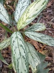 Aglaonema