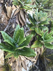 Hermas villosa
