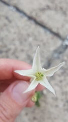 Nicotiana alata