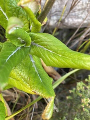 Hermas villosa