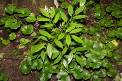 Sambucus australasica