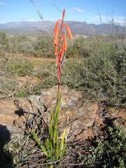 Watsonia aletroides