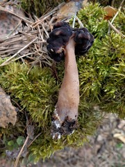 Gyromitra splendida