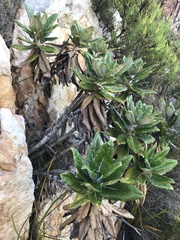 Hermas villosa