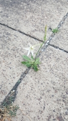 Nicotiana alata