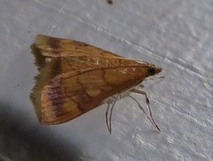 Pyrausta onythesalis