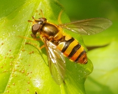 Epistrophe melanostoma