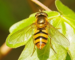 Epistrophe melanostoma