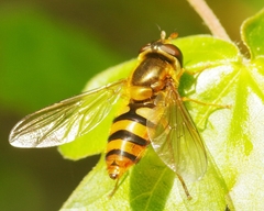 Epistrophe melanostoma