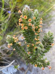Struthiola tomentosa