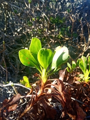 Limonium peregrinum