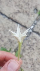 Nicotiana alata
