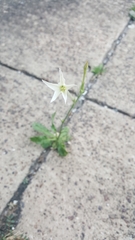 Nicotiana alata