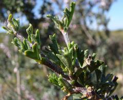 Anisodontea fruticosa