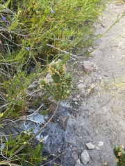 Struthiola tomentosa
