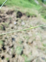 Juncus inflexus