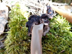 Gyromitra splendida