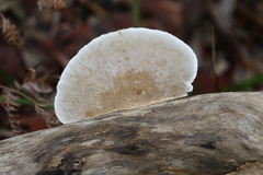 Funalia