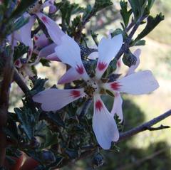 Anisodontea fruticosa