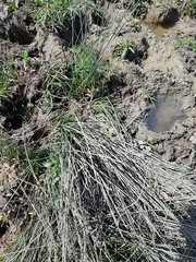 Juncus inflexus