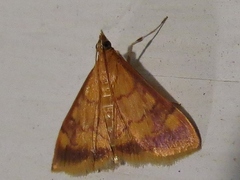 Pyrausta onythesalis
