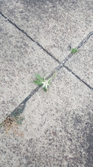 Nicotiana alata