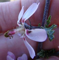 Anisodontea fruticosa