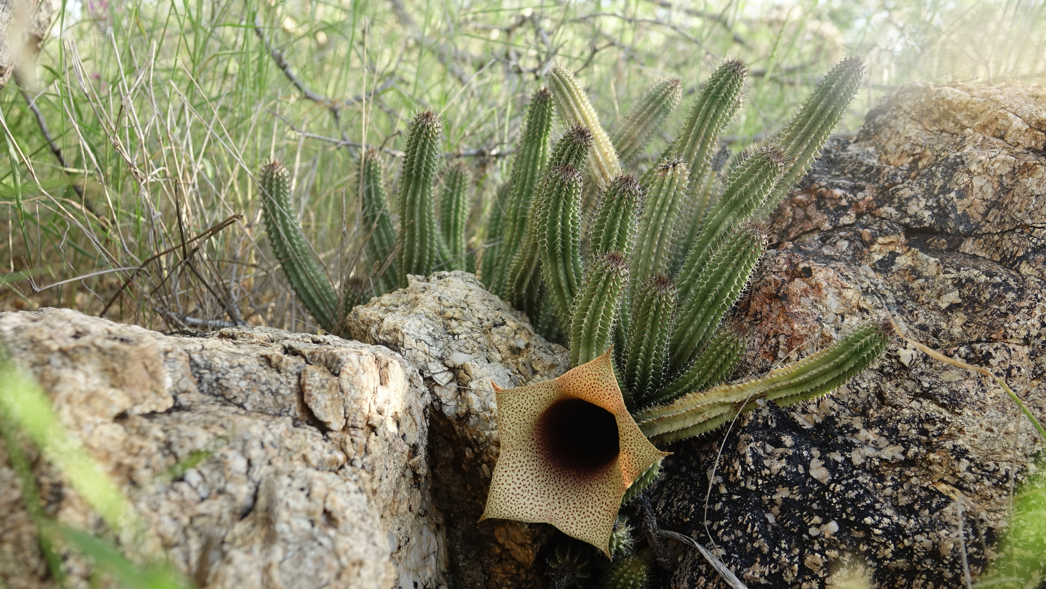 Tavaresia barklyi (Dyer) N.E.Br. 3