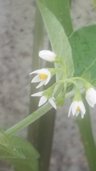 Solanum