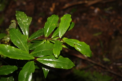 Myrsine subsessilis