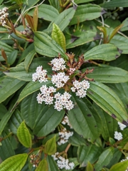 Viburnum davidii