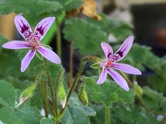 Pelargonium columbinum