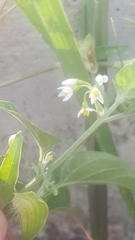 Solanum