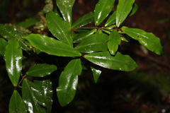 Myrsine subsessilis