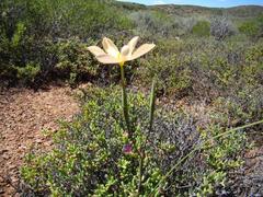 Moraea radians