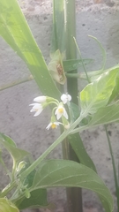 Solanum