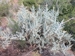 Atriplex nummularia