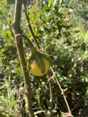 Solanum macrocarpon