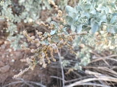 Atriplex nummularia
