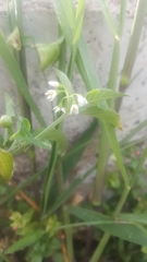 Solanum