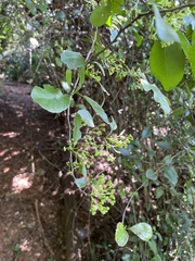 Putterlickia verrucosa