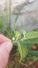Solanum