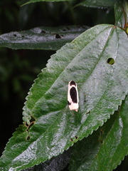 Thysanoptyx incurvata