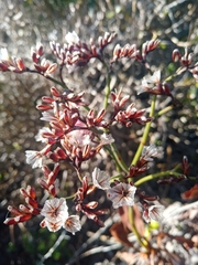 Limonium peregrinum
