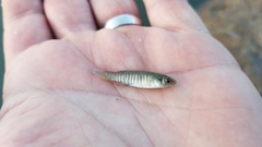 Fundulus pulvereus