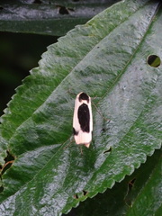 Thysanoptyx incurvata